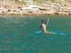 Even the deer love swimming in McCloud resevoir!