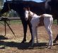 Bartivio filly
          click for larger picture