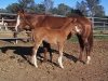 Reedinic filly
          click for larger picture